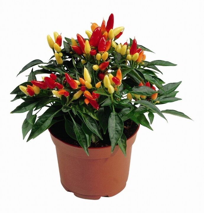 capsicum capsicum in HondroFrost for polyarthritis